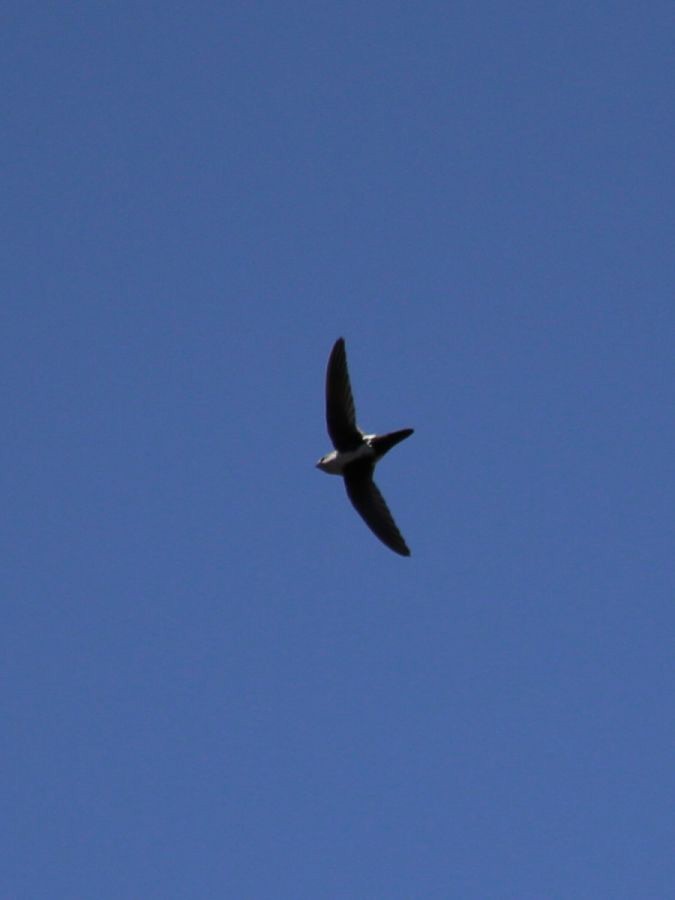 White-throated Swift - Greg Page