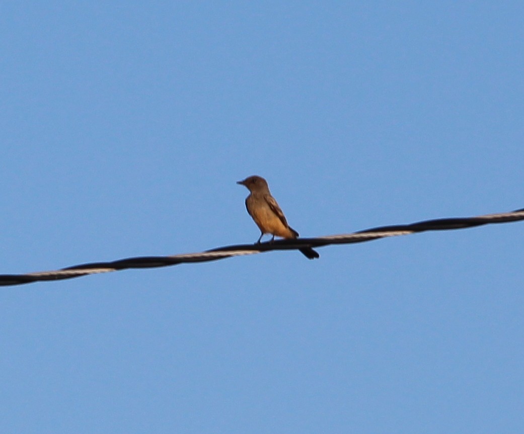 Say's Phoebe - ML31802281