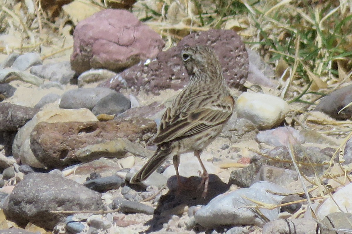 Vesper Sparrow - ML318025341