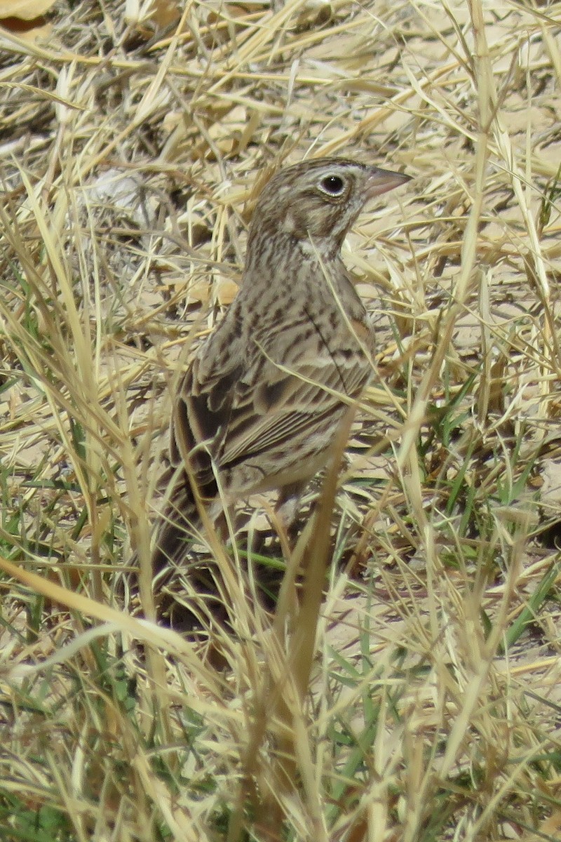 Vesper Sparrow - ML318025351