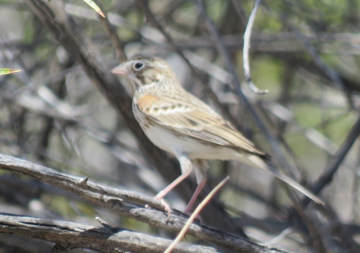 Vesper Sparrow - ML318025361