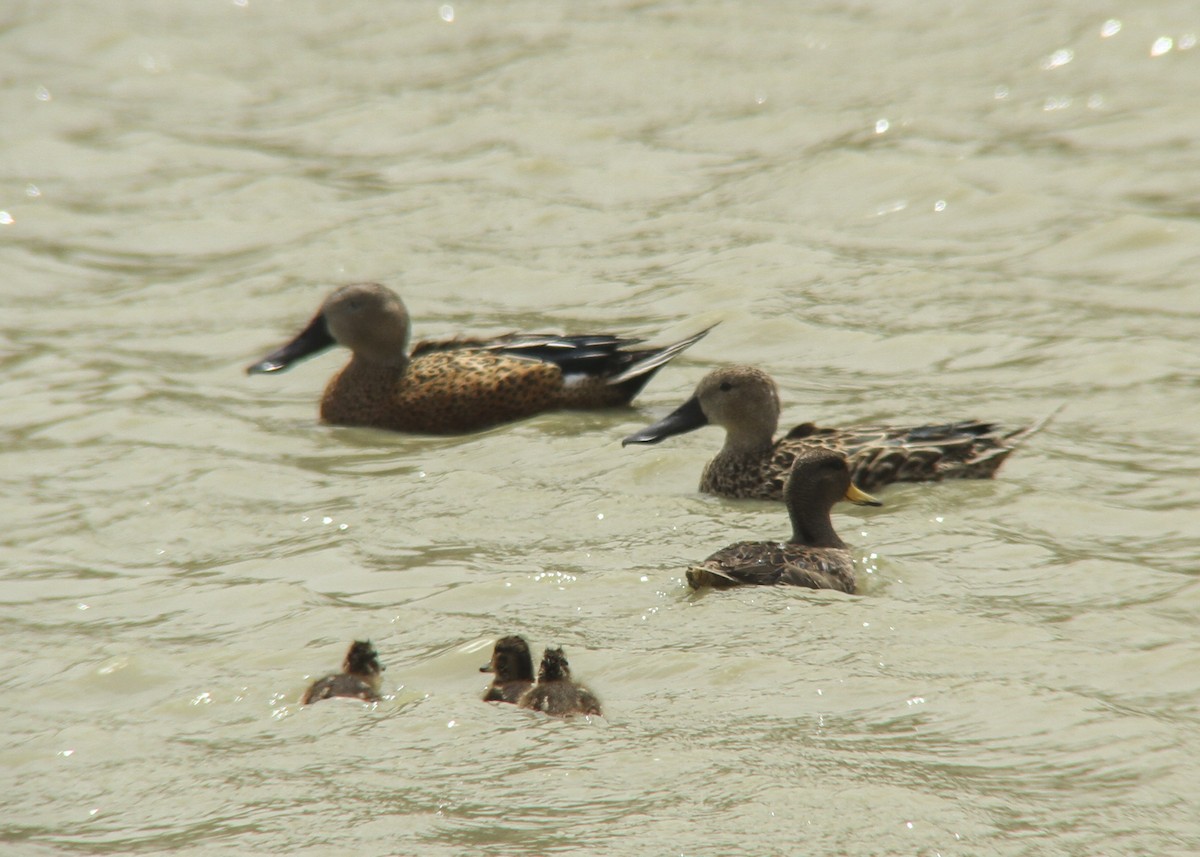 Red Shoveler - ML318026311