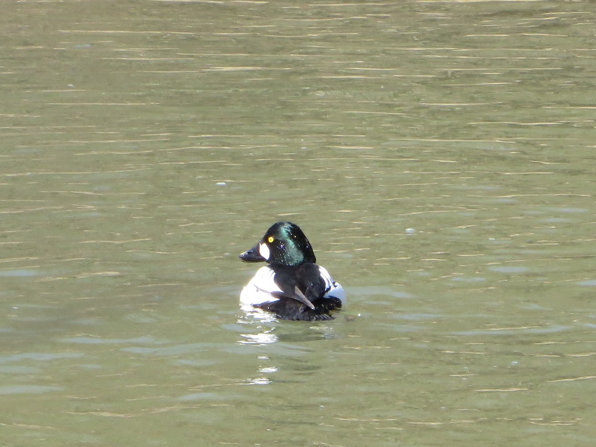 Common Goldeneye - ML318026751