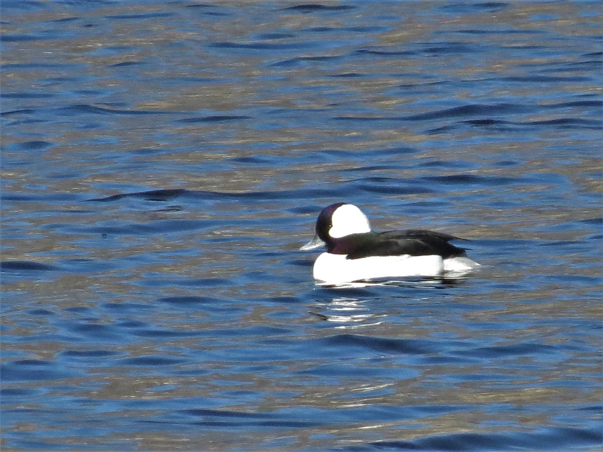 Bufflehead - Tom Pirro