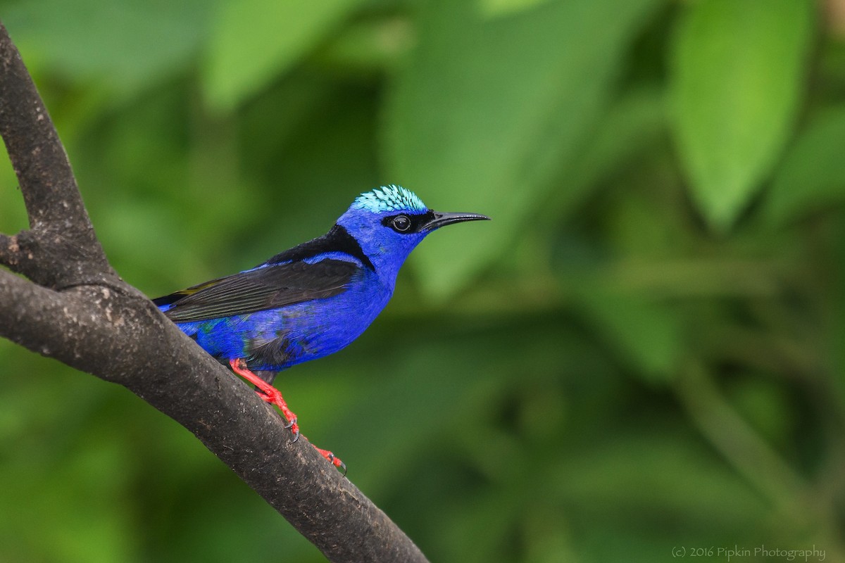 Red-legged Honeycreeper - ML31802701