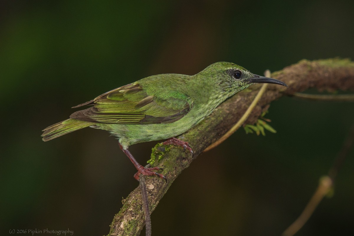 Red-legged Honeycreeper - ML31802711