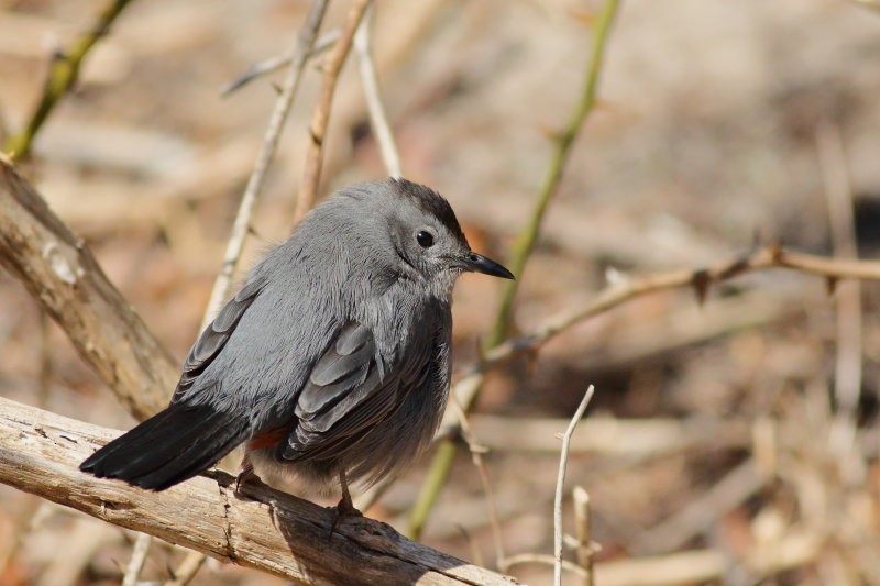 Gray Catbird - ML318028421
