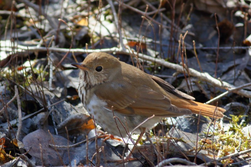 Hermit Thrush - ML318028511