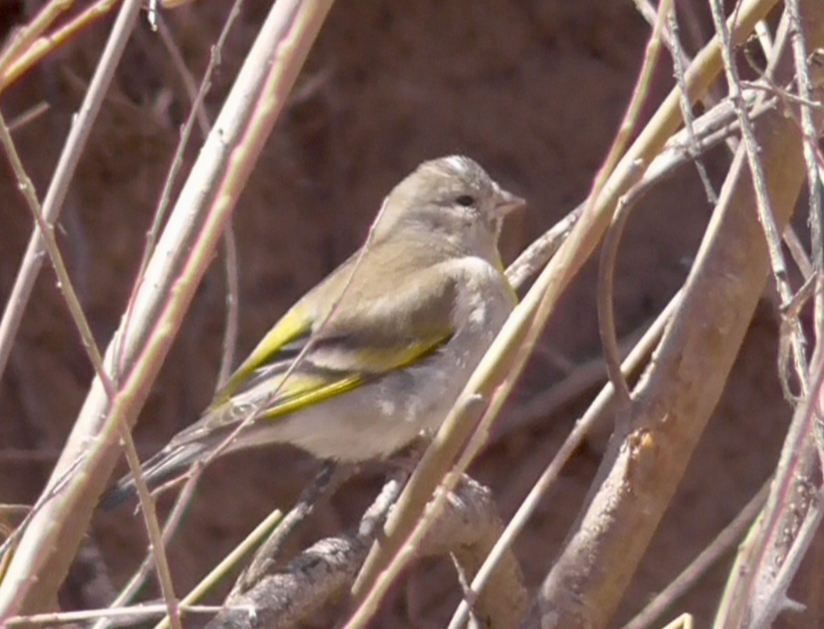 Lawrence's Goldfinch - Bernard Morris