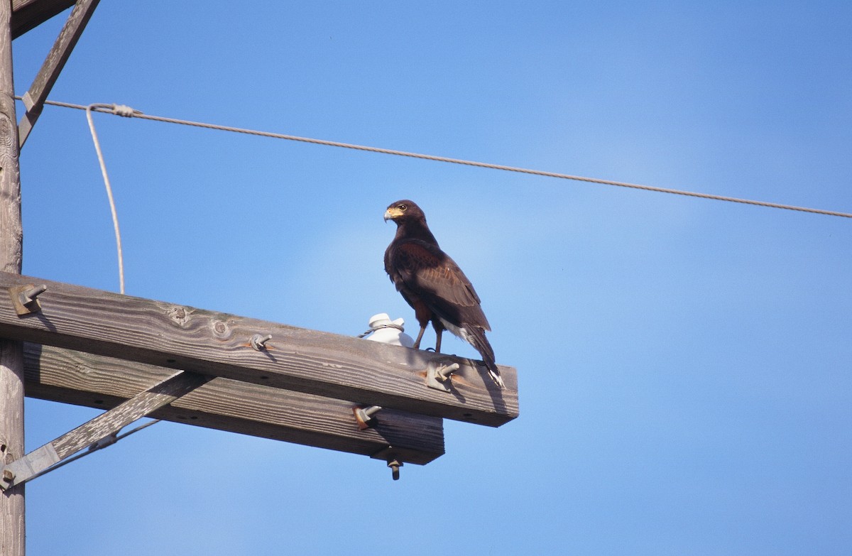 Harris's Hawk - ML318030171