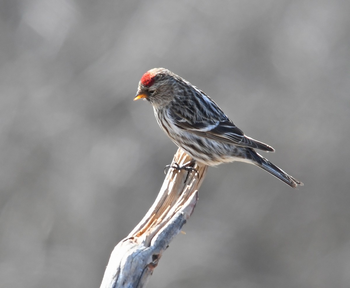 Common Redpoll (rostrata/islandica) - ML318030271