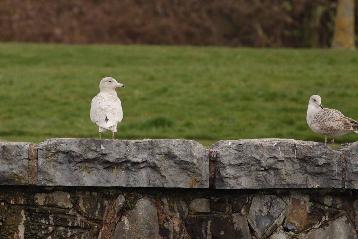 Glaucous Gull - ML318030331