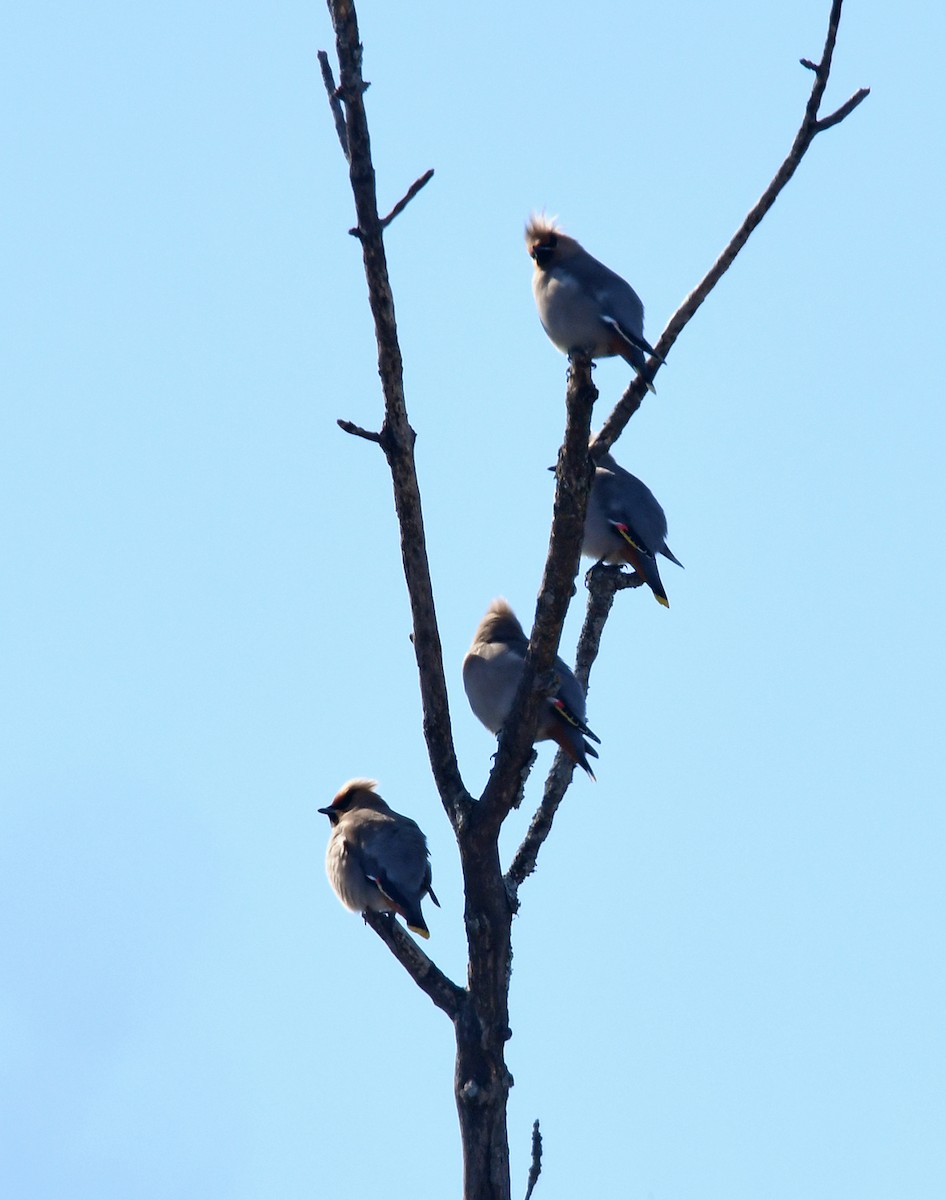 Bohemian Waxwing - ML318030351