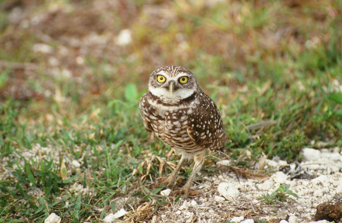 Burrowing Owl - ML318030641