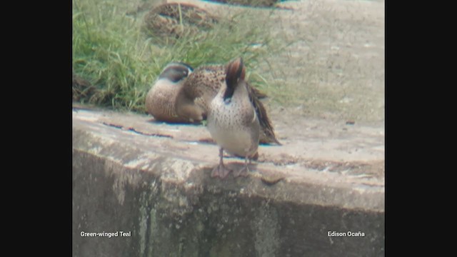 小水鴨(carolinensis) - ML318032421