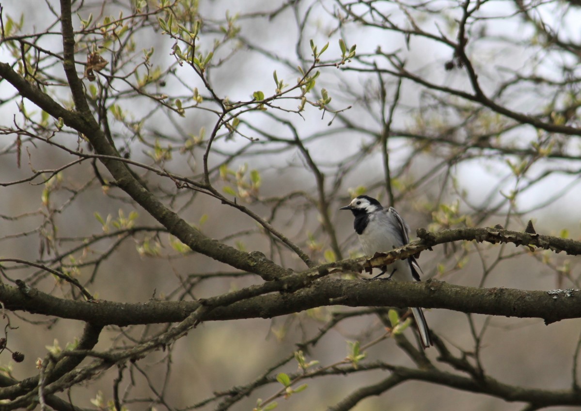 White Wagtail - Dijana  Serhatlic