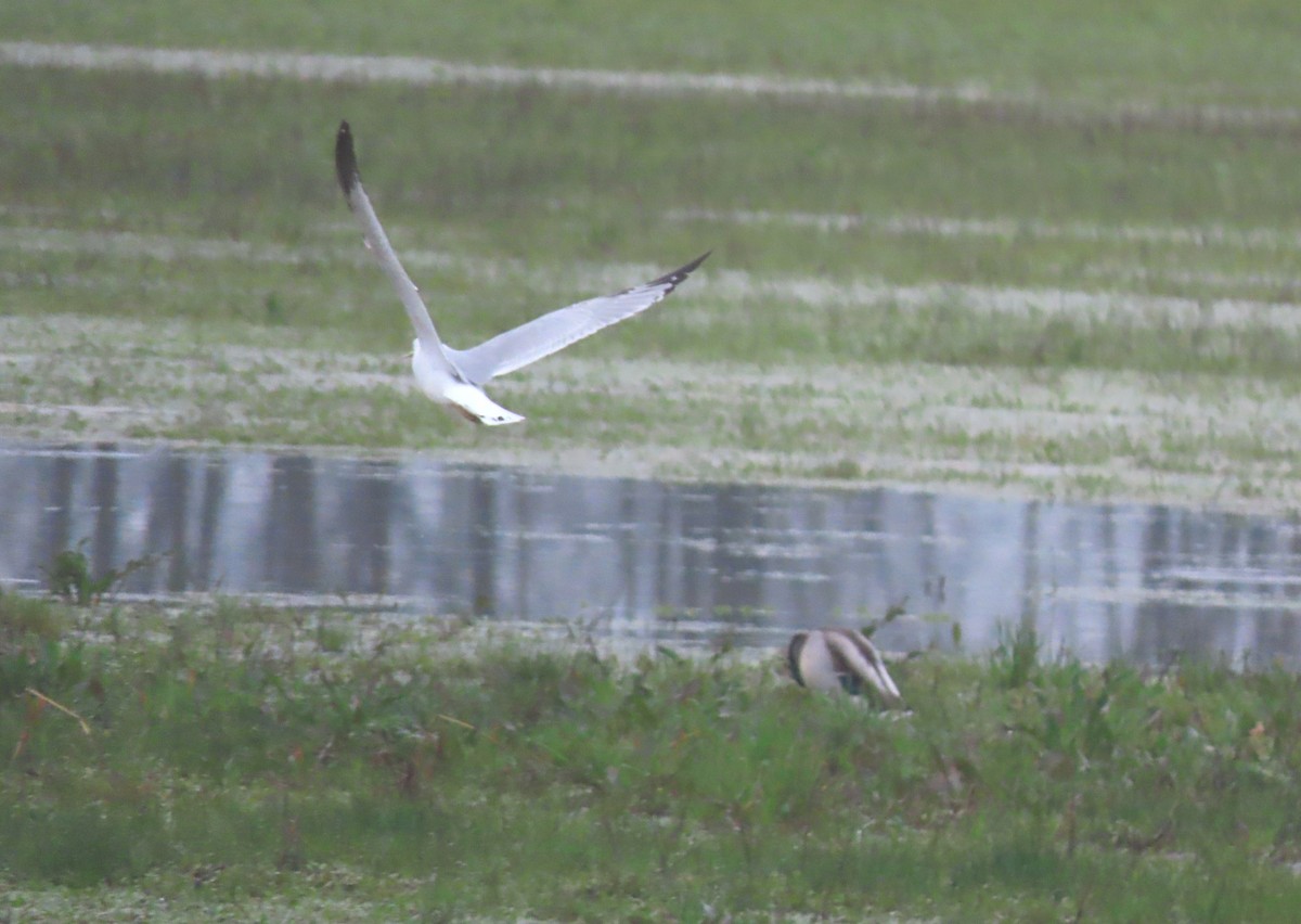 Ring-billed Gull - ML318036191