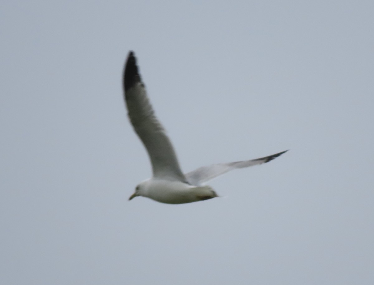 Ring-billed Gull - ML318036341