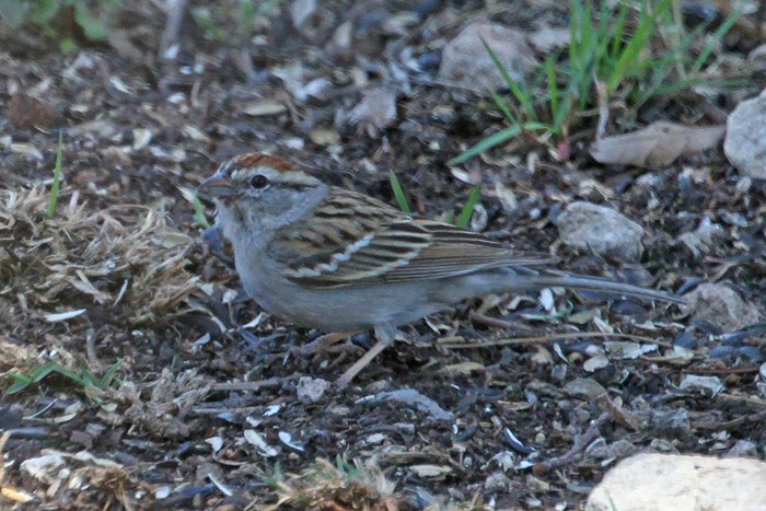 Chipping Sparrow - ML318036931