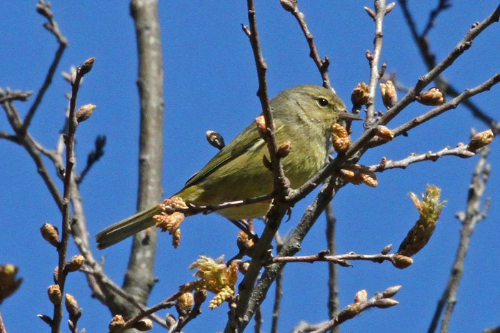 Orange-crowned Warbler - Terry Hibbitts