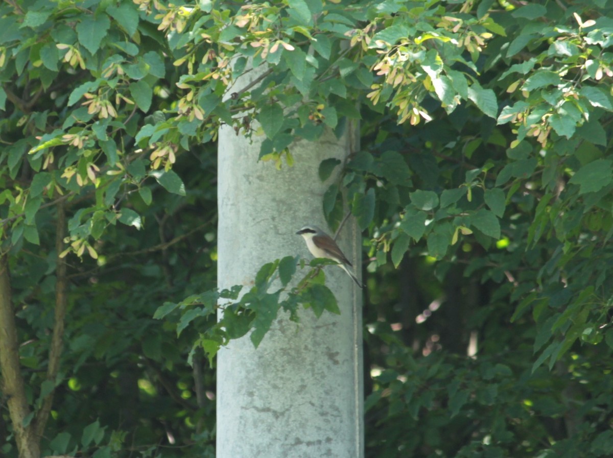 Red-backed Shrike - ML31803831