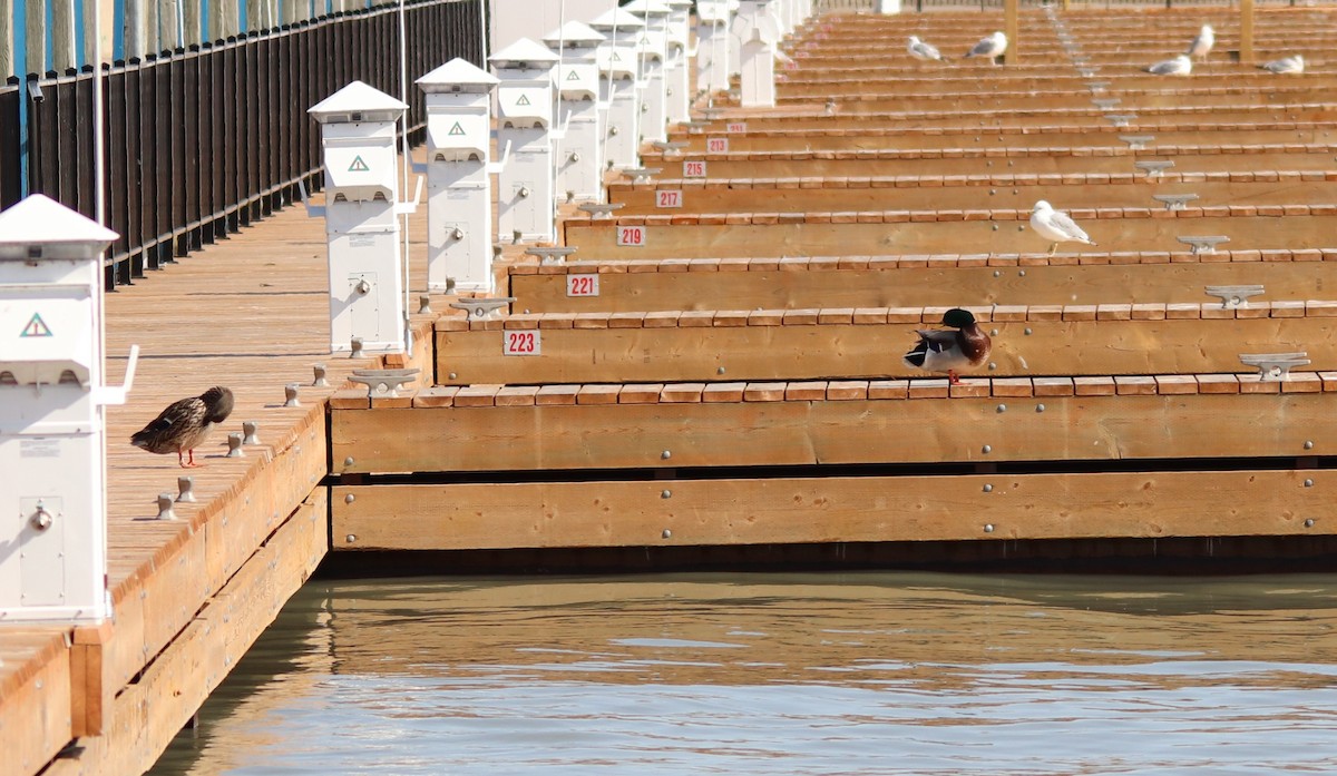 クロワカモメ - ML318040021