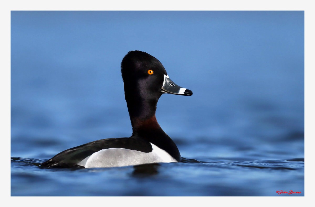 Ring-necked Duck - John  Barnes