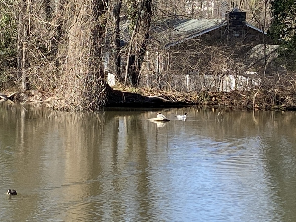 Common Merganser - ML318041411