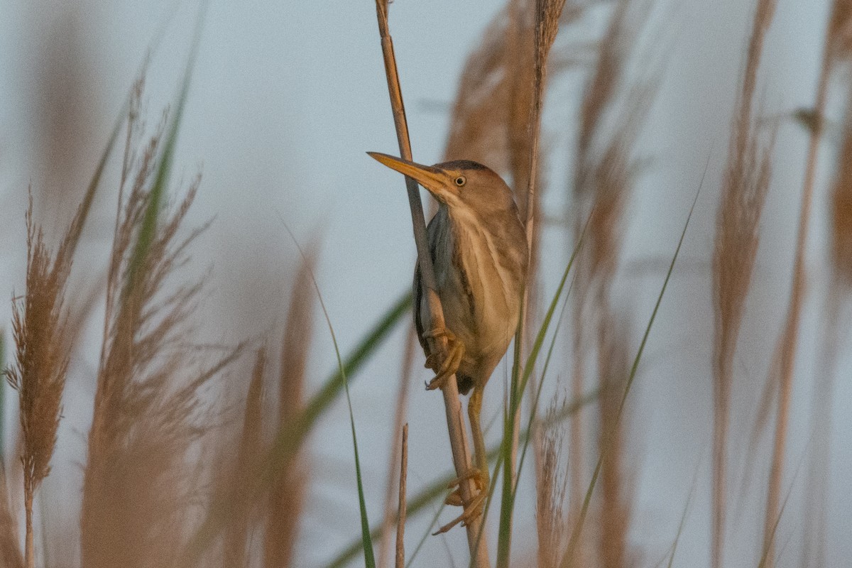 bukáček americký - ML318041491