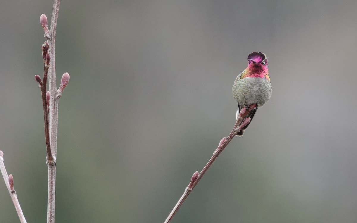 Colibrí de Anna - ML318044051