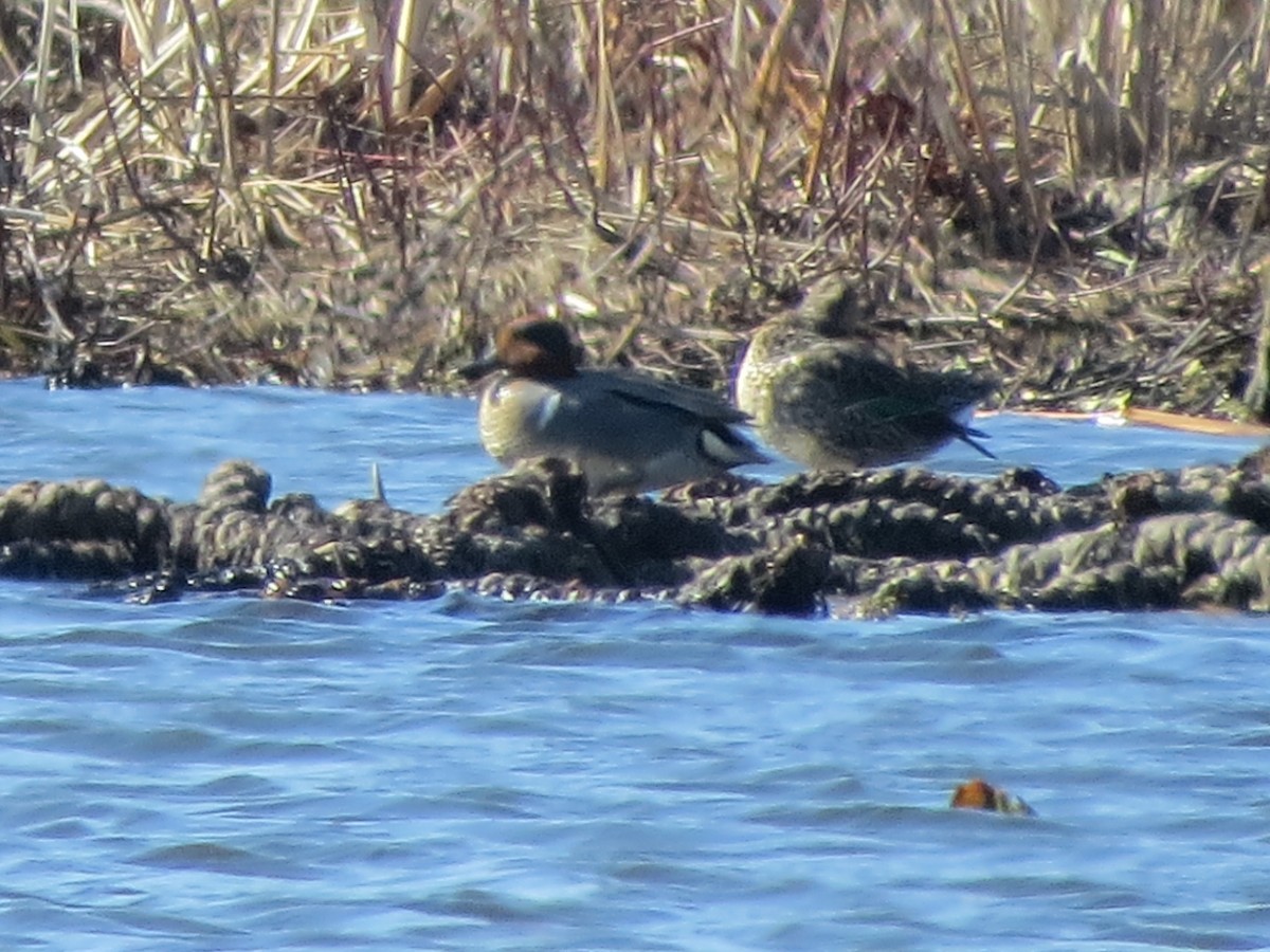 Green-winged Teal - ML318047601