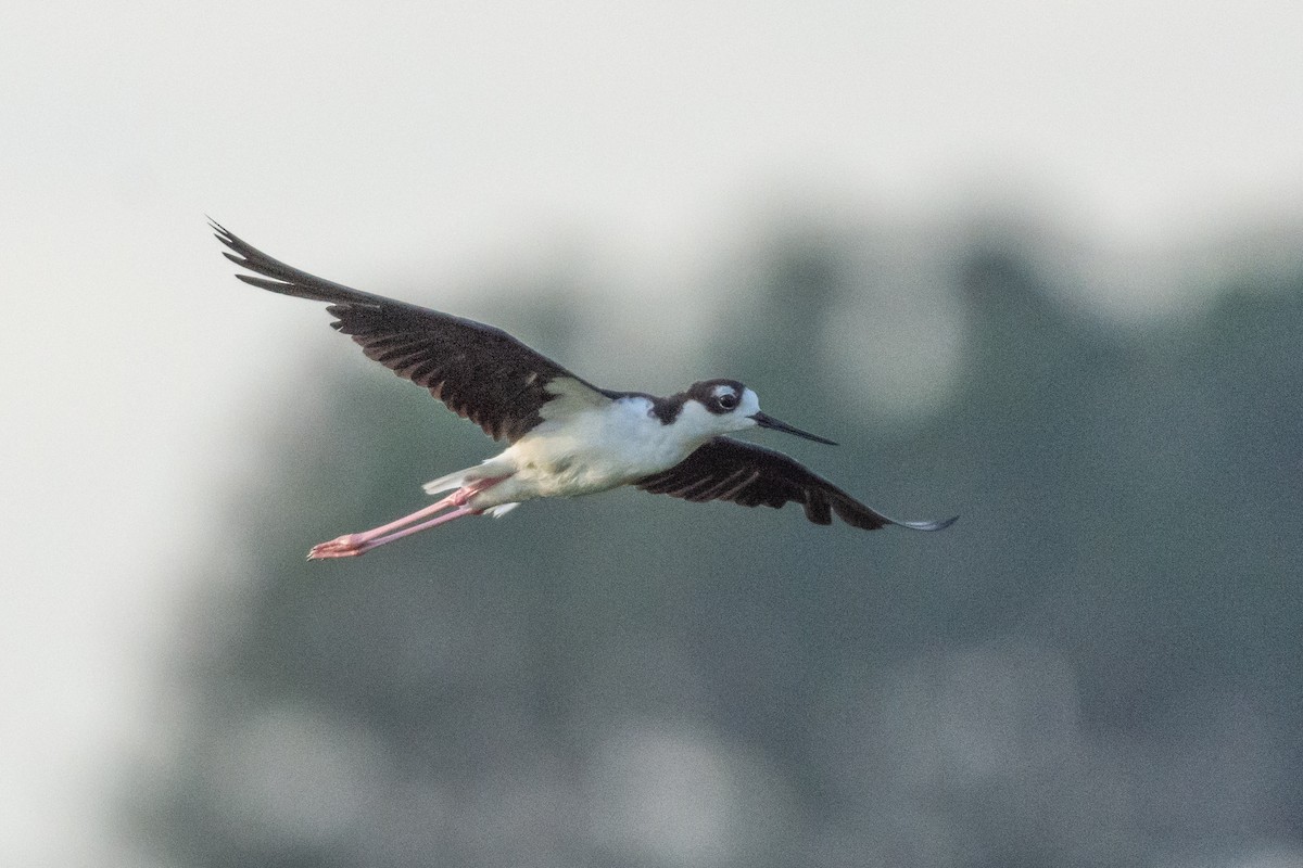 pisila černokrká - ML318047911