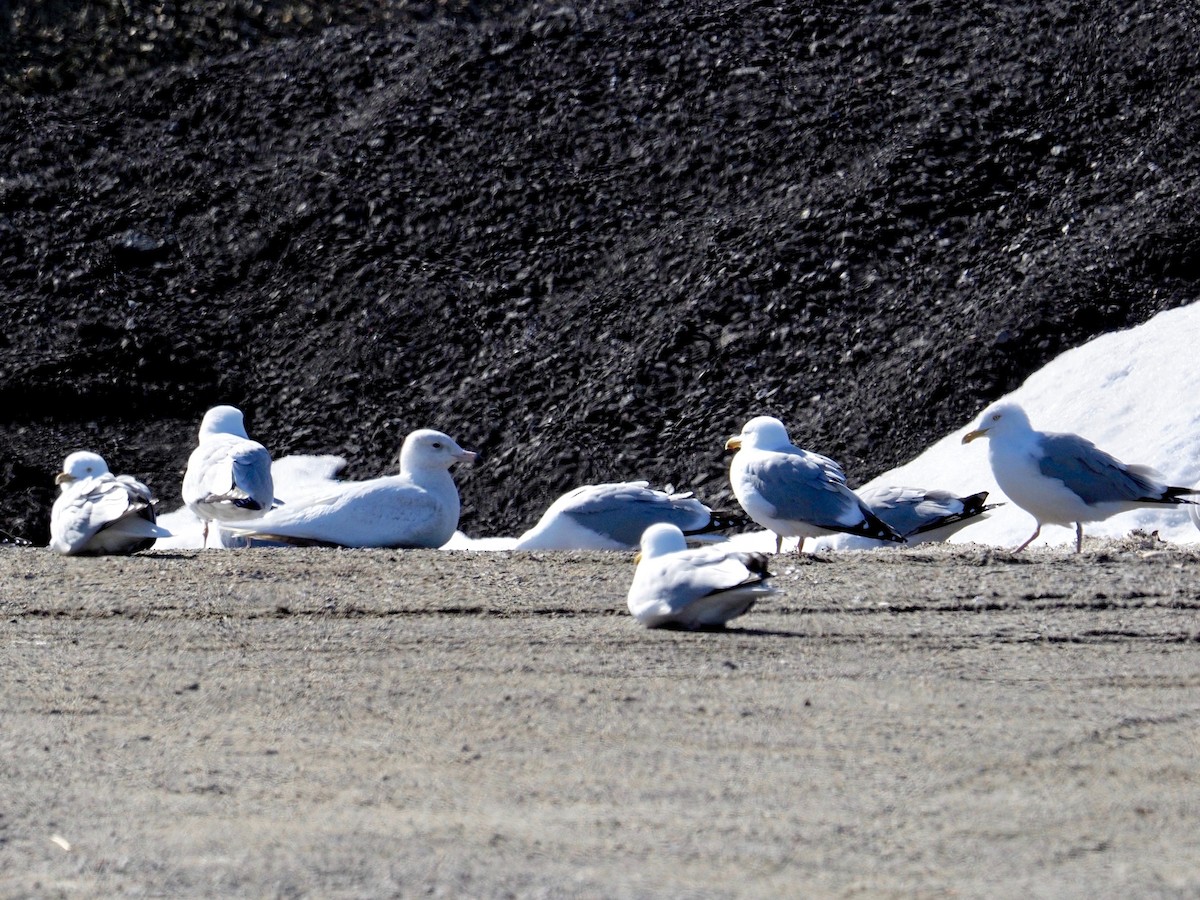 Glaucous Gull - ML318048001