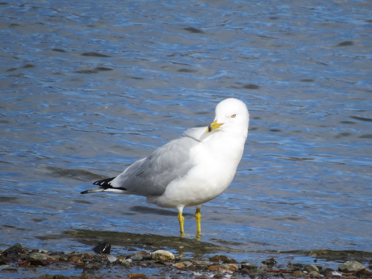 Ring-billed Gull - ML318048031
