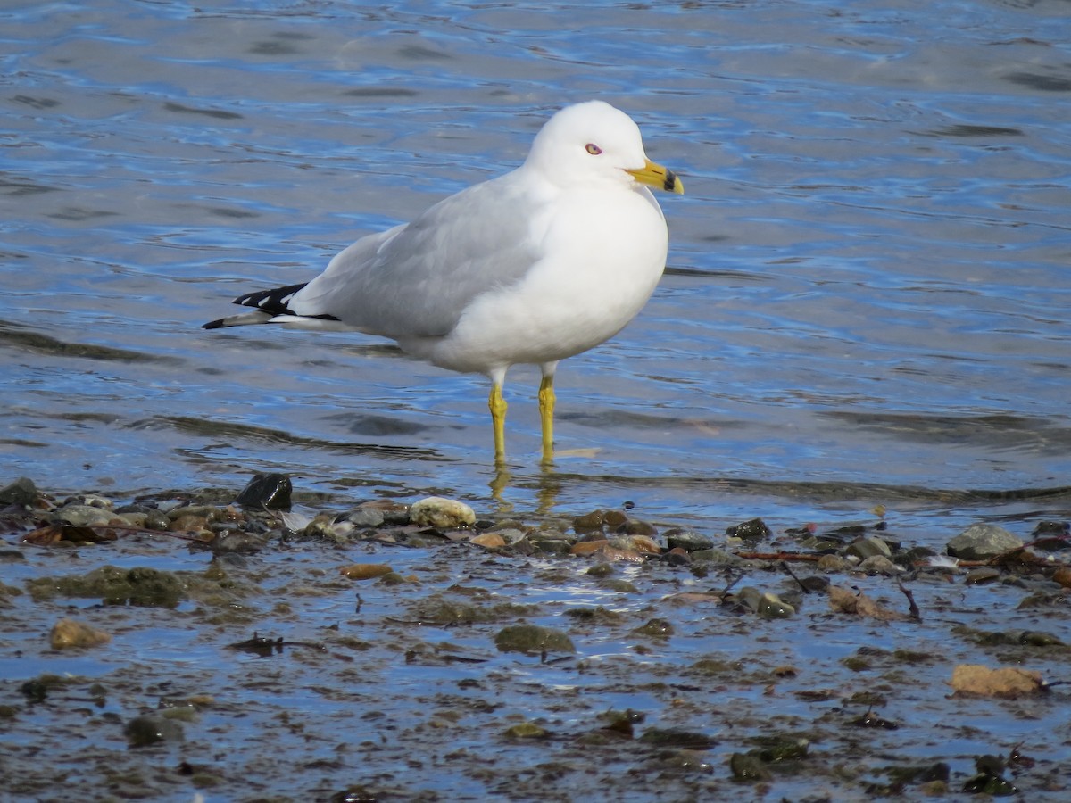 Ring-billed Gull - ML318048091