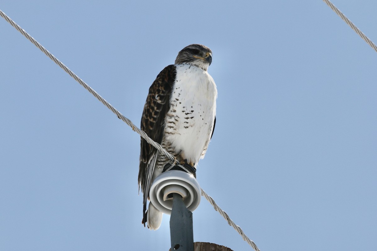 Ferruginous Hawk - ML318048171