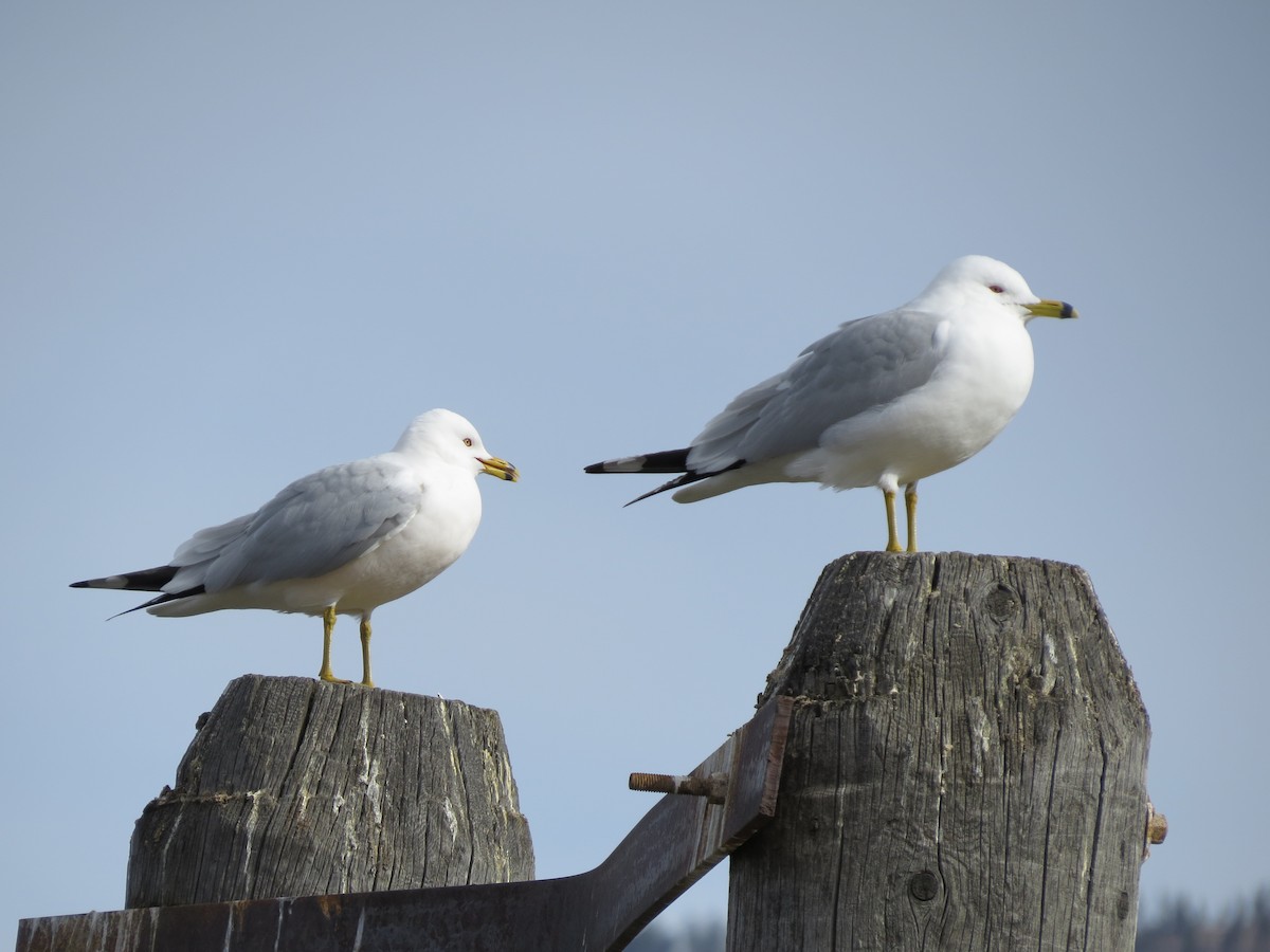 Ring-billed Gull - ML318048451