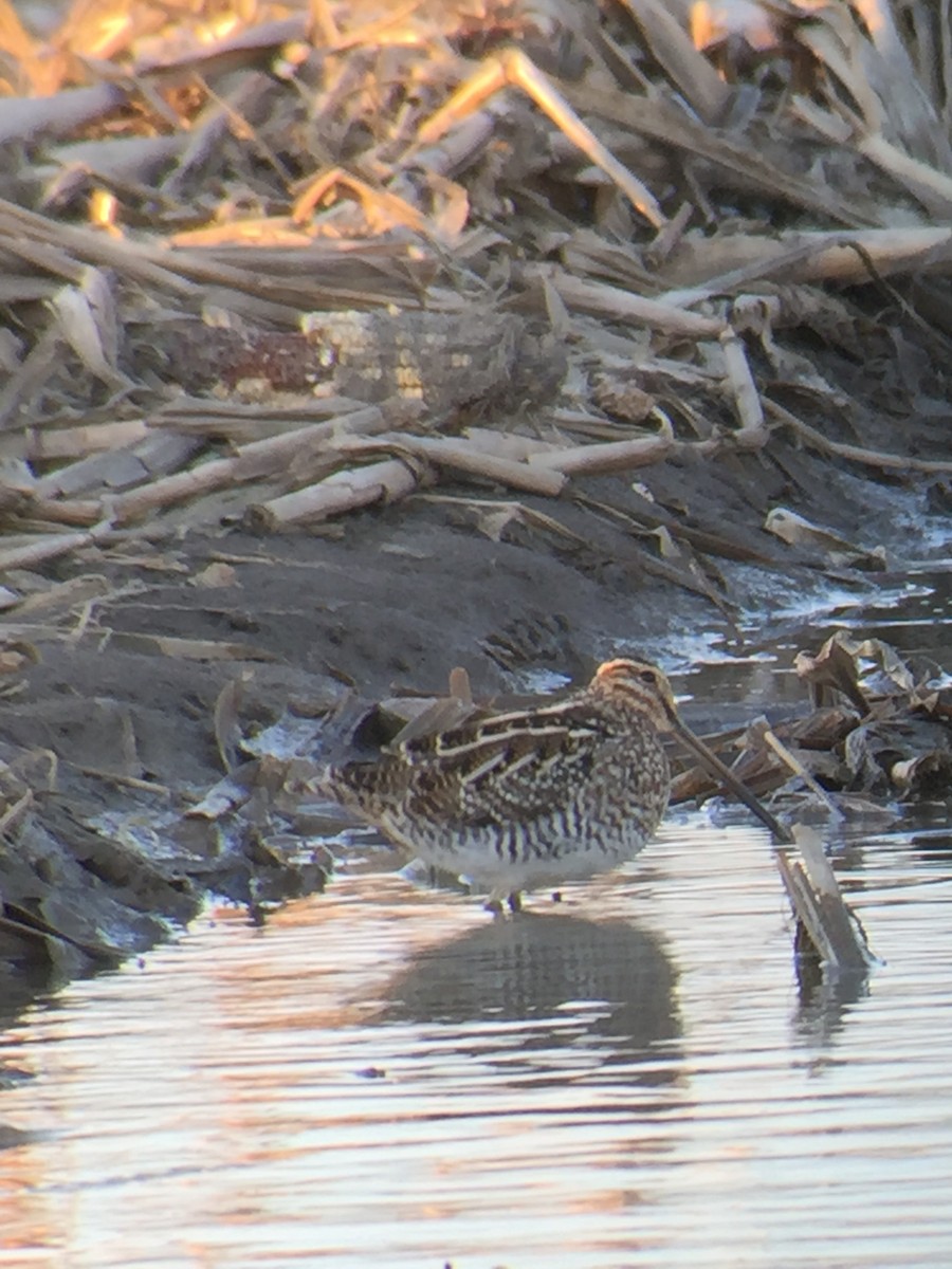 Wilson's Snipe - Tim Cornish