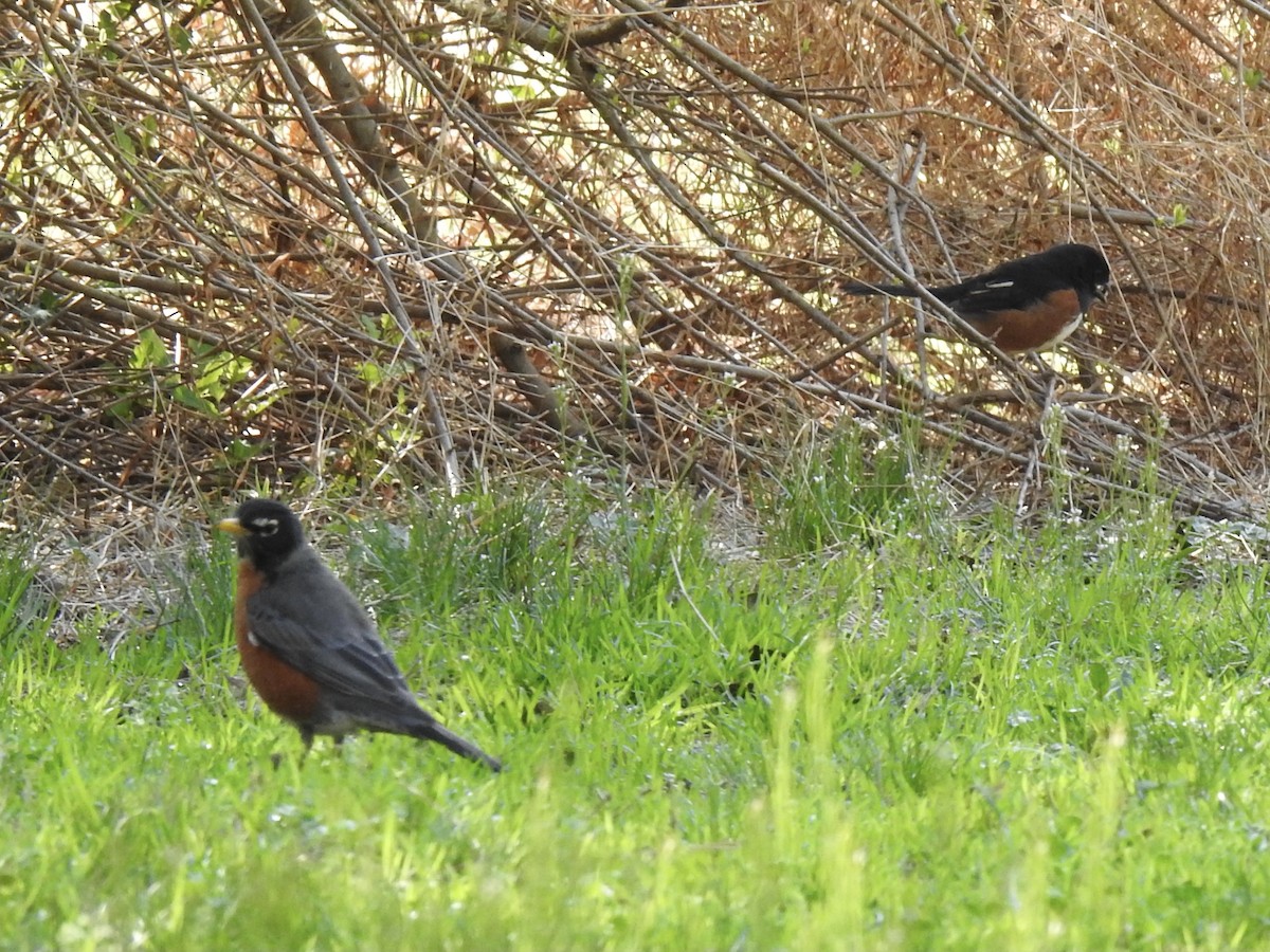 American Robin - ML318050911