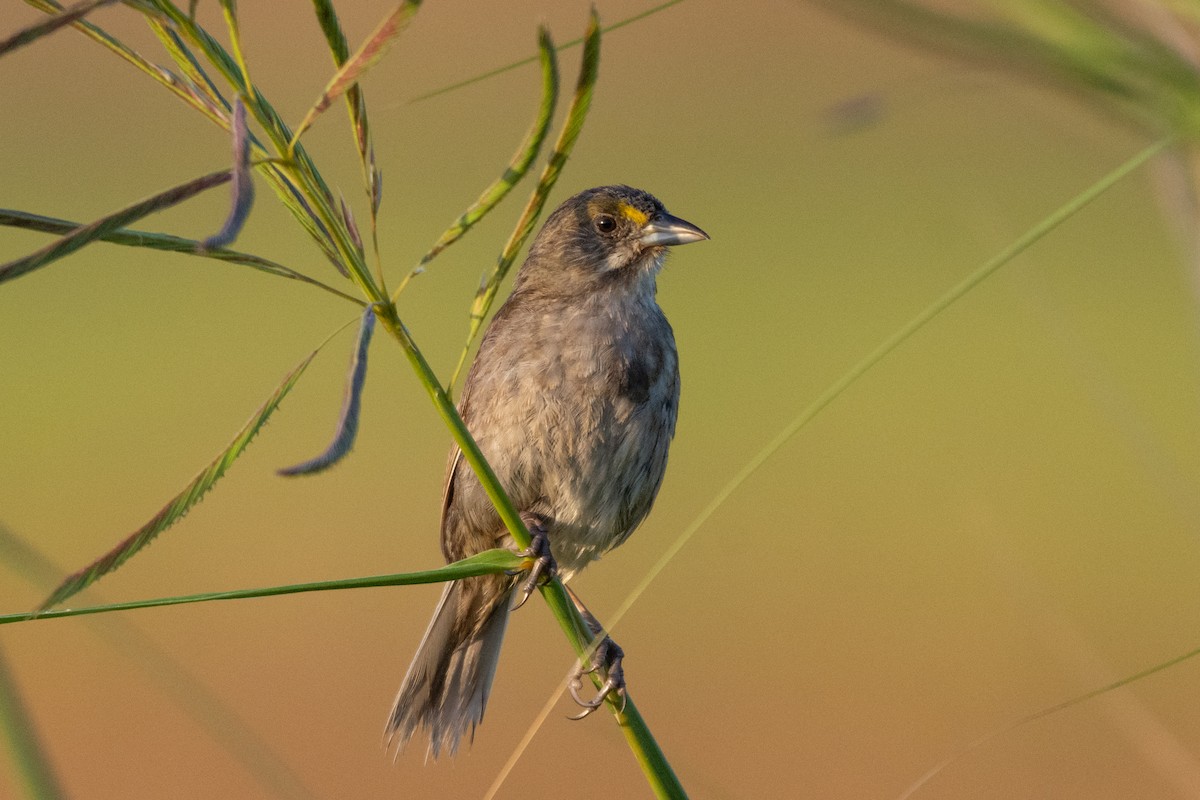 Seaside Sparrow - ML318050921