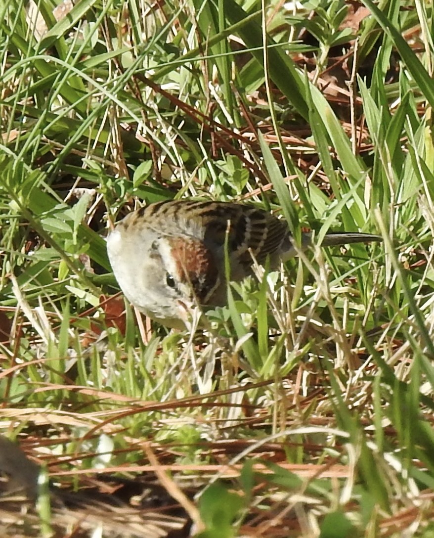 Chipping Sparrow - Nan Dewire