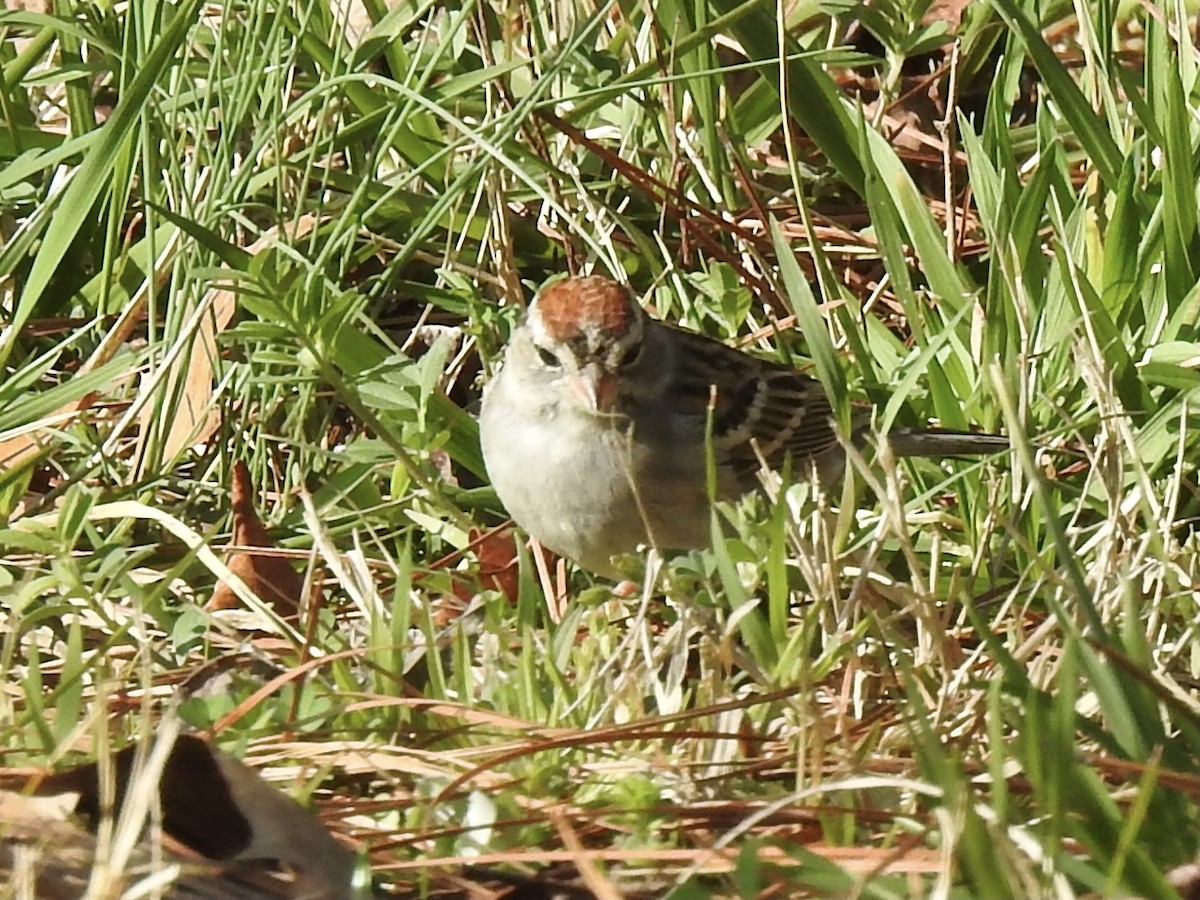Chipping Sparrow - ML318050991