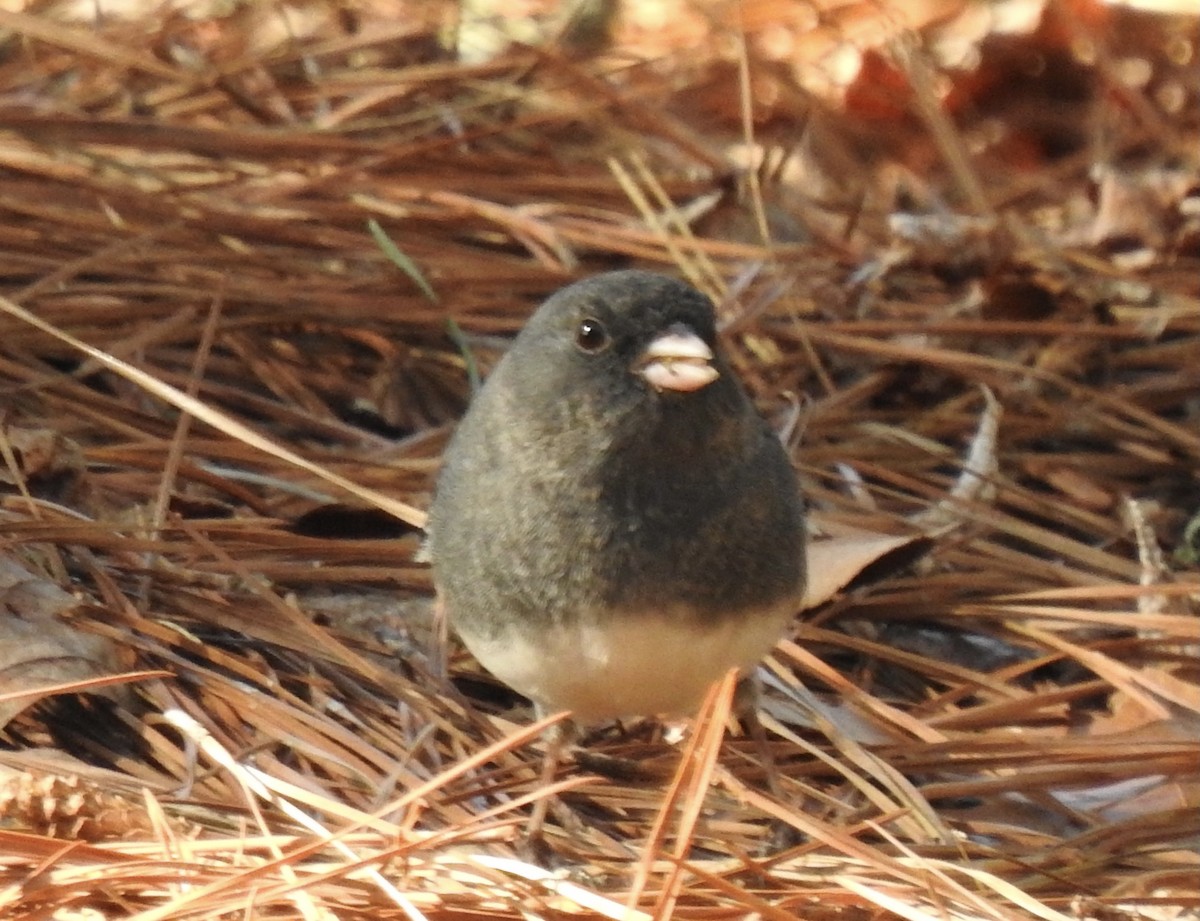 Dark-eyed Junco - ML318051011