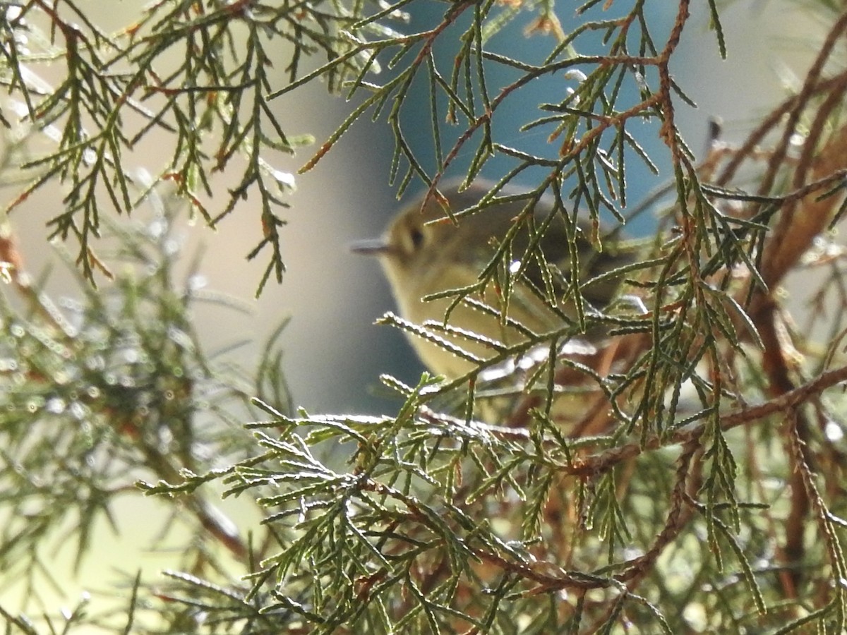 Ruby-crowned Kinglet - ML318051161