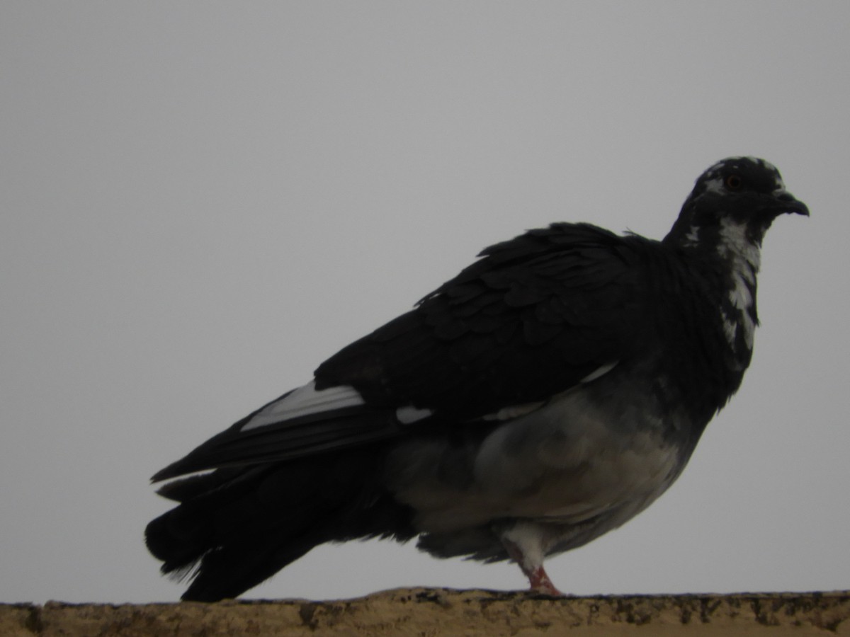 Rock Pigeon (Feral Pigeon) - ML318051491