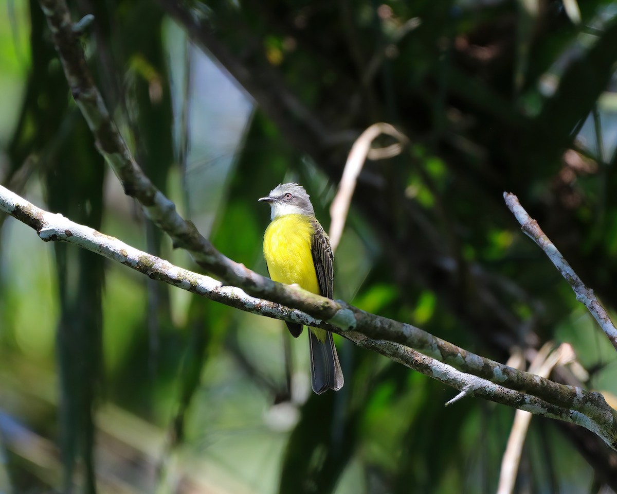 Gray-capped Flycatcher - ML318052171