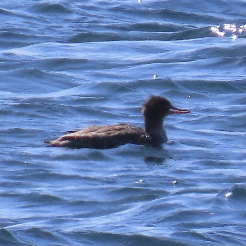 Red-breasted Merganser - ML318052711