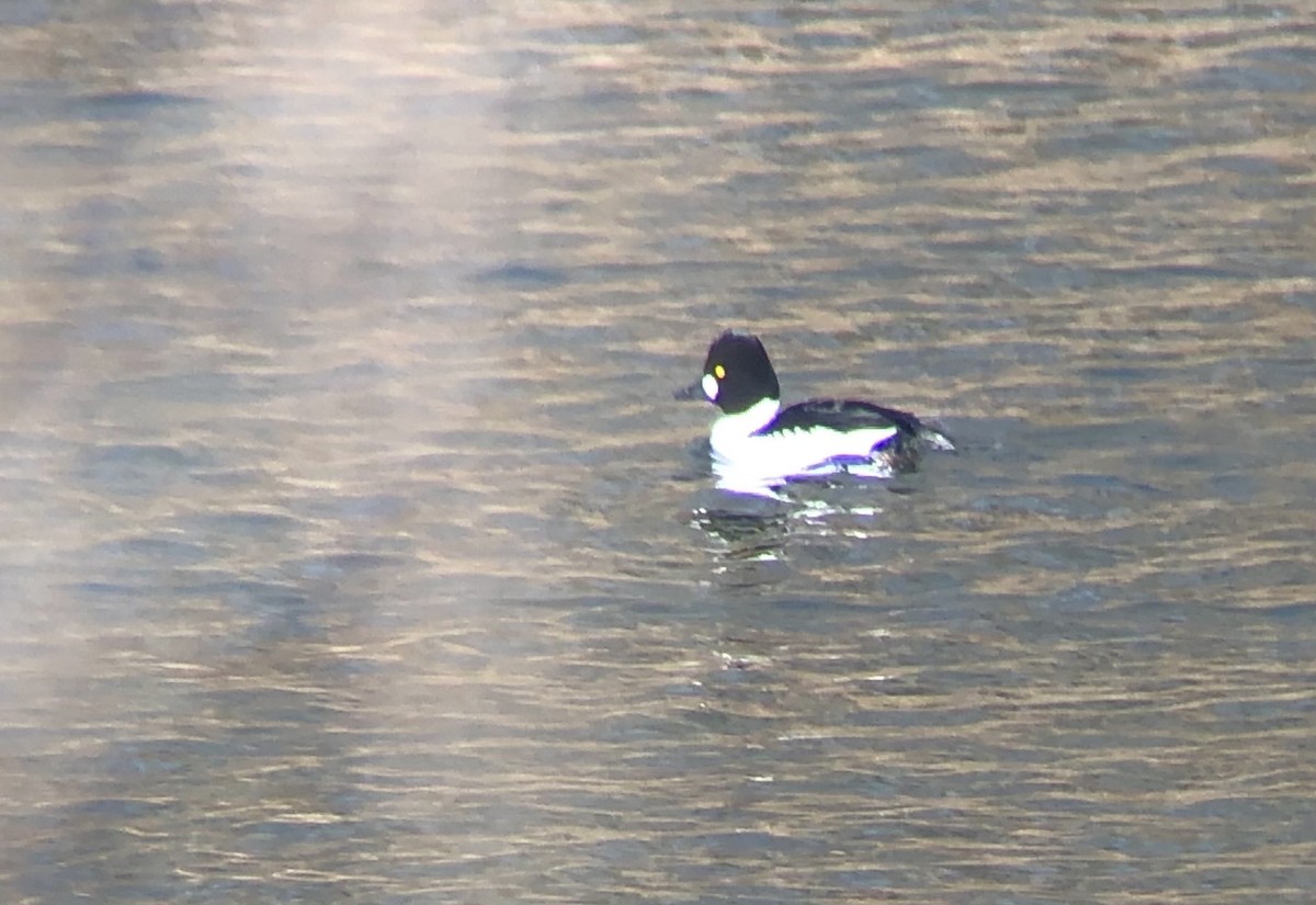 Common Goldeneye - ML318053201