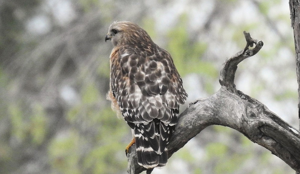 Red-shouldered Hawk - ML318053311