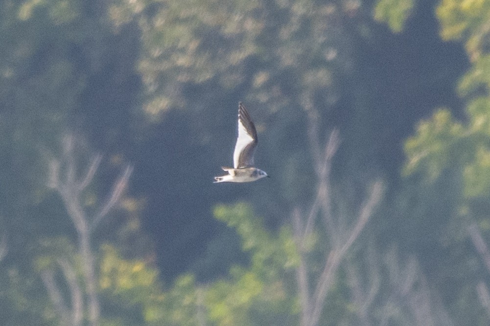 racek Sabinův - ML318056711